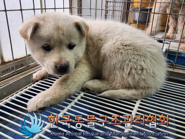 한국동물구조관리협회_441406202300293